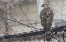 Raptor visits the Office