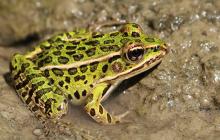 Bright Green Frog