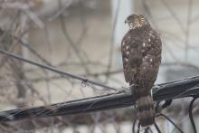 Raptor visits the Office