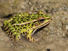 Bright Green Frog