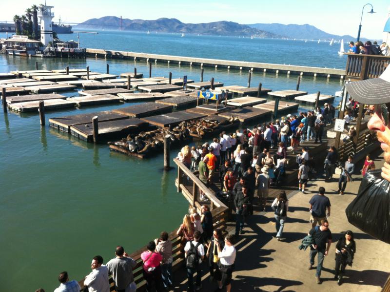 Sea Lions at Pier 39, SF