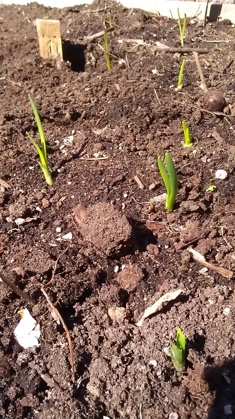 Garlic sprouting through the soil in the raised bed.